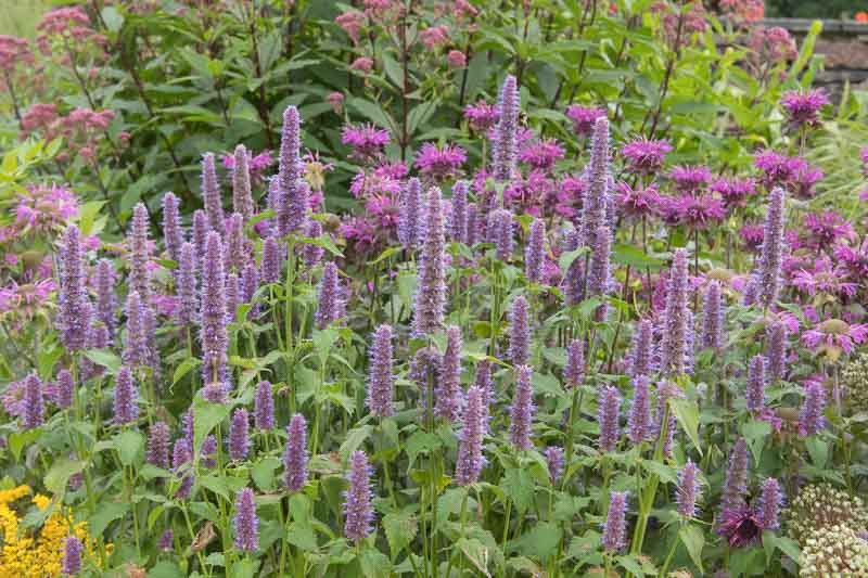 Blue Giant Hyssop, Blue Giant-hyssop, Fragrant Giant Hyssop, Lavender Hyssop, Anise Hyssop